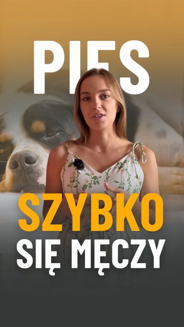 „Mój pies szybko traci energię” - takie wiadomości regularnie trafiają do mnie od opiekunów.

Nie zawsze łatwo znaleźć przyczynę od razu, ale są pewne rzeczy, które warto sprawdzić w pierwszej kolejności.
O jednej z nich opowiadam w tym filmiku 💛