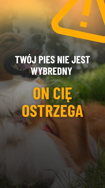 Pies odwraca głowe od miski? To nie zawsze kaprys. Nasz dietetyk wyjaśnia, skąd może brać się takie zachowanie.

A jak jest u Was: masz w domu niejadka czy raczej wiecznie głodnego pieska? 🐶 Dajcie znać w komentarzu!