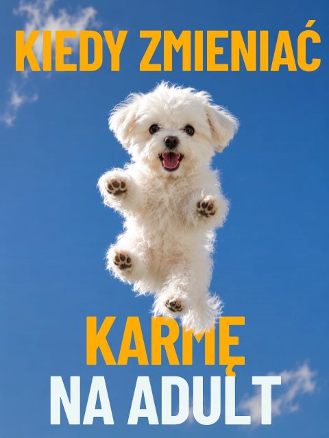 Szczeniaki rosną szybciej, niż człowiek zdąży się przyzwyczaić do tych małych łap 🐾🥹

I właśnie dlatego warto dobrze wyczuć moment przejścia na karmę adult.

Bo karma dla szczeniaka i karma dla dorosłego psa to nie jest „to samo, tylko inna paczka” 👀

Szczeniak potrzebuje:
🥩 więcej kalorii do wzrostu
🦴 więcej składników wspierających kości i rozwój
⚡️ więcej energii

Ale w pewnym momencie organizm psa zaczyna potrzebować już czegoś innego.

W karuzeli pokazaliśmy:
🐾 kiedy zwykle zmienia się karmę
🐾 po czym poznać właściwy moment
🐾 jak zrobić to spokojnie i bez sensacji żołądkowych

📌 Zapisz na później, na pewno się przyda.

A jeśli nie wiesz, którą karmę adult wybrać dla swojego psa, odezwij się do nas 🧡
Pomożemy dobrać coś sensownego do wieku, wielkości i potrzeb Twojego futrzaka.