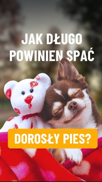 Wiele problemów na spacerach zaczyna się od… braku odpoczynku 🐾

W tym fragmencie podcastu Magda z @dog.training.system opowiada o tym, ile snu naprawdę potrzebuje dorosły pies.

W całym odcinku „Łapa na ławę” rozmawiamy też o
🐶 najczęstszych błędach na spacerach
⚡ psach, które są ciągle pobudzone
🧠 wybiegu dla psów i dlaczego często robi więcej szkody niż pożytku
🐾 oraz o sygnałach, które wielu opiekunów ignoruje

Cały odcinek znajdziesz na YouTube i Spotify 🎙️