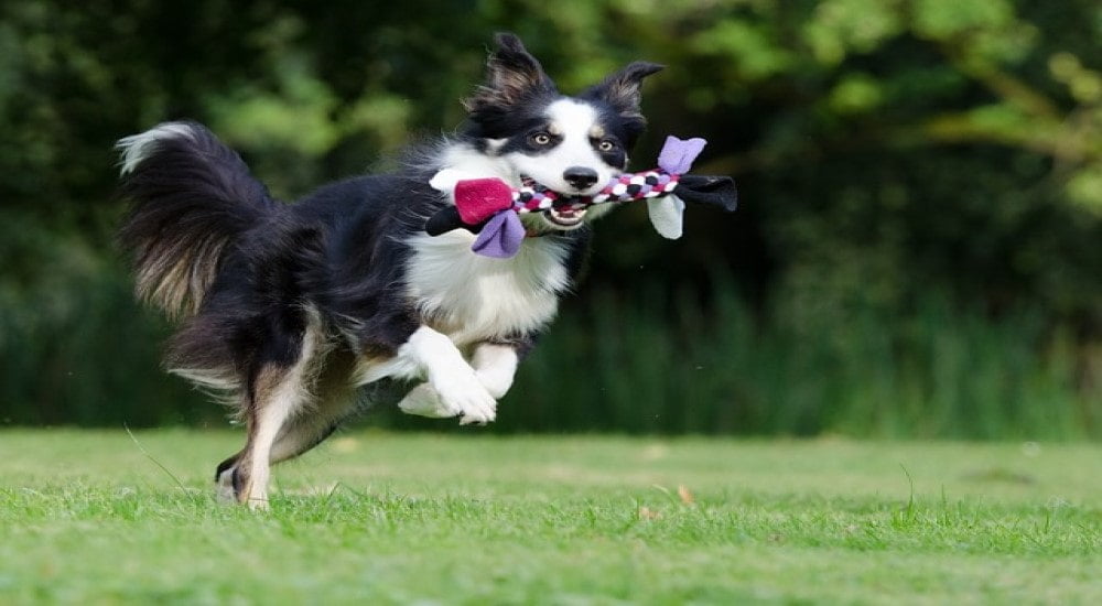 Inteligentny jak Border Collie – kilka słów o tej rasie