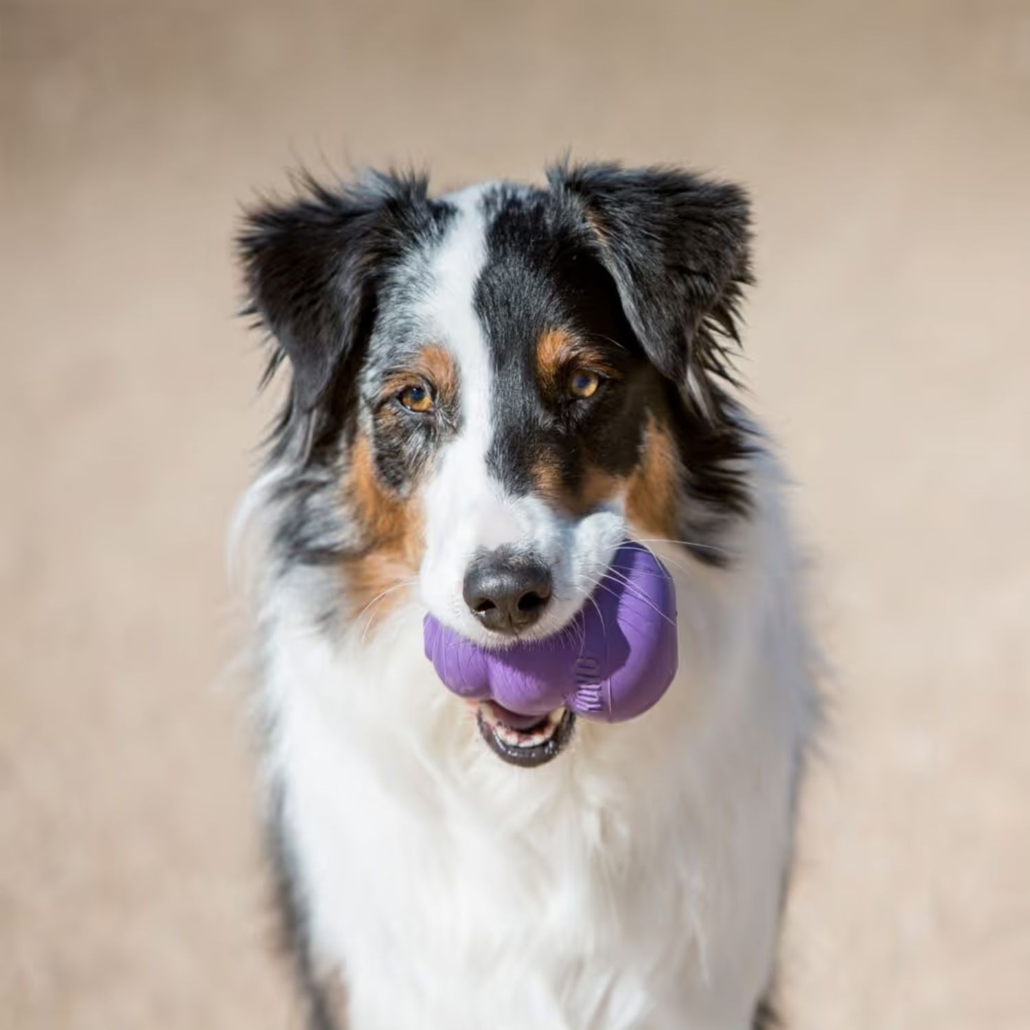Kong Classic Senior - obrazek 7