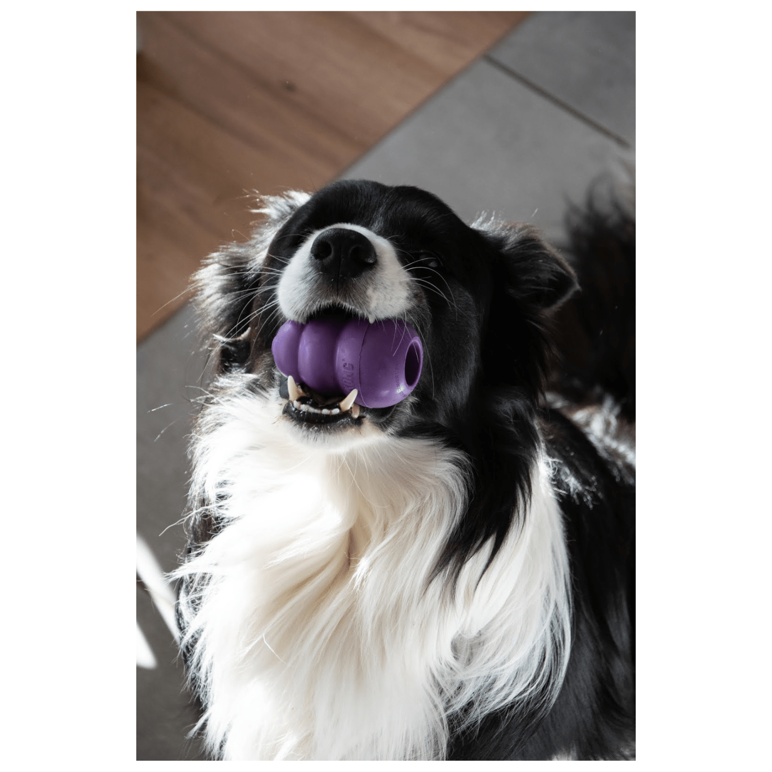 Kong Classic Senior