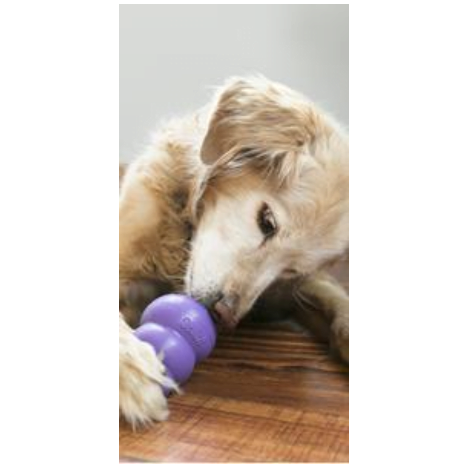 Kong Classic Senior