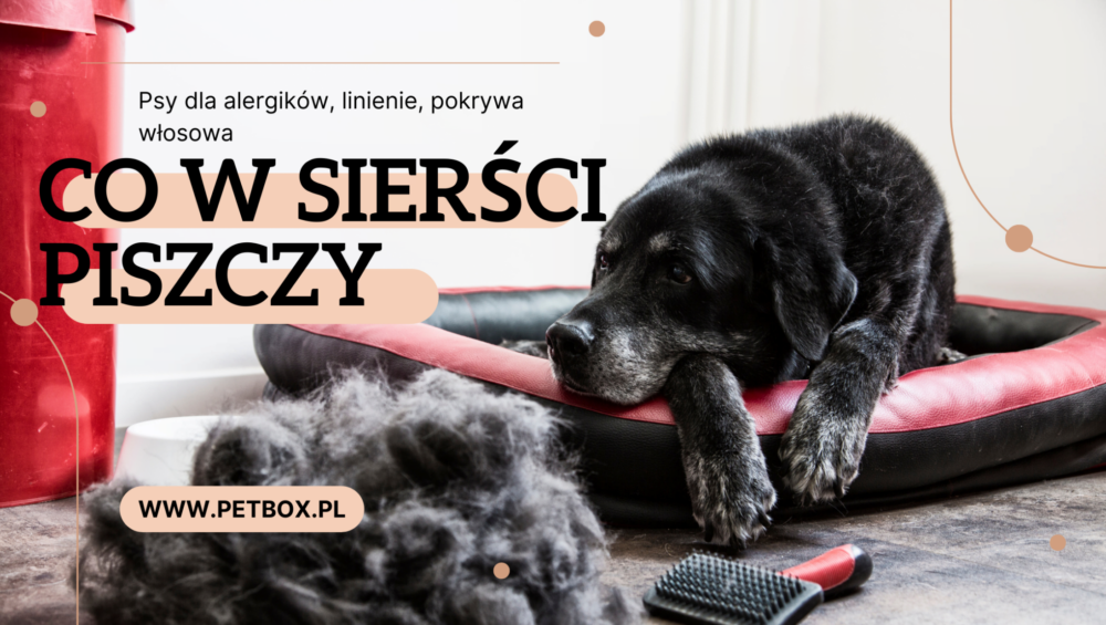 co w sierści piszczy