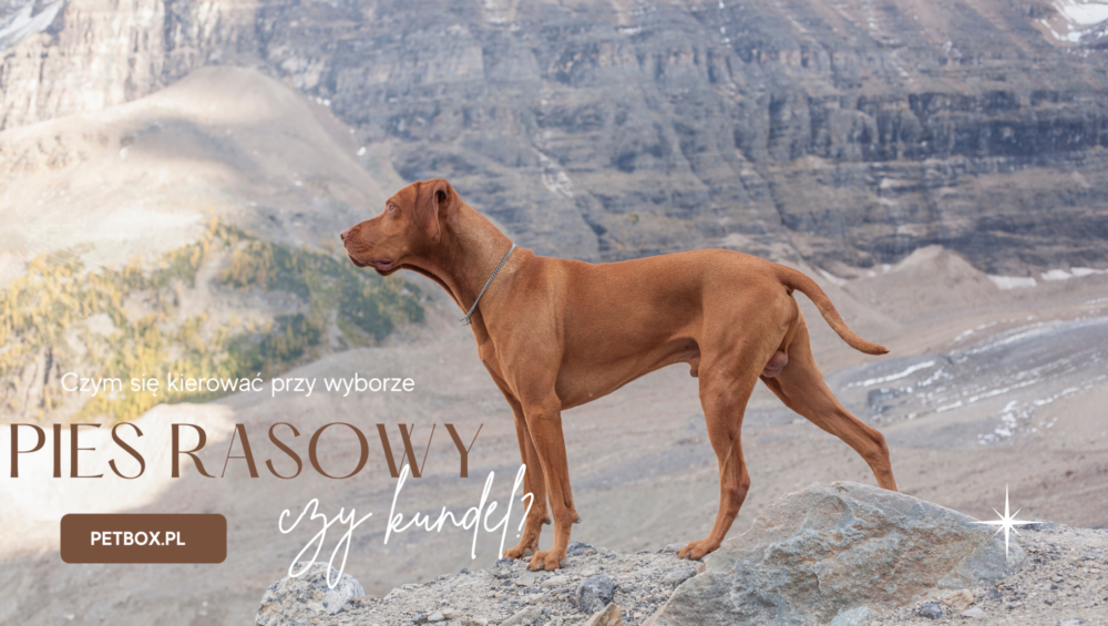 rasowy czy kundel