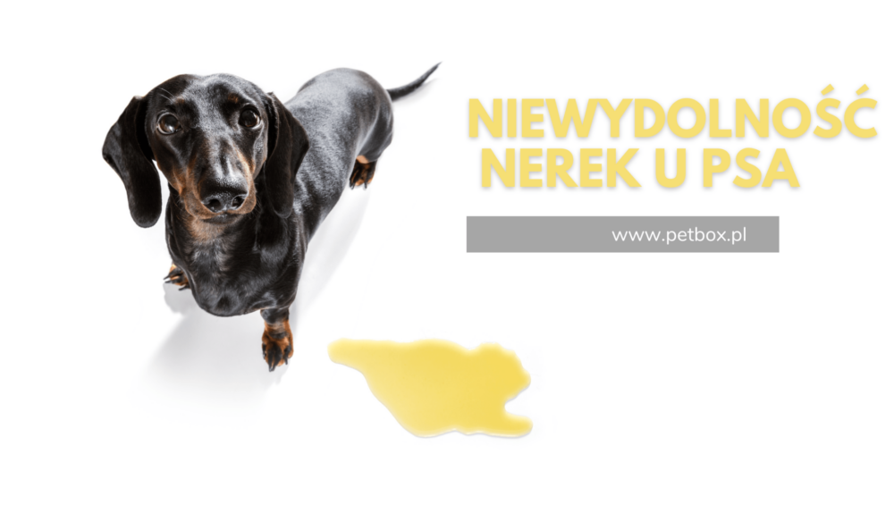 niewydolność nerek