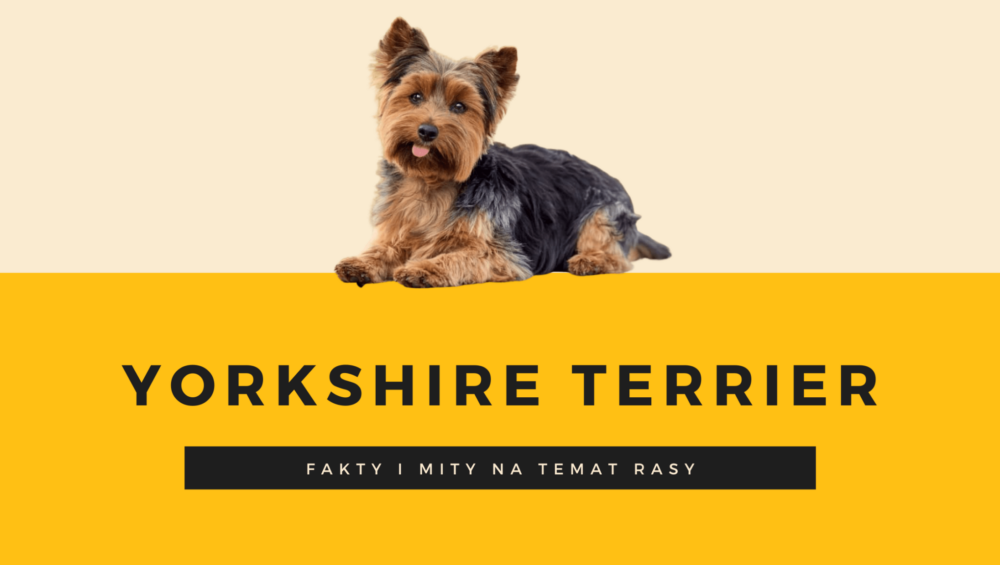 yorkshire terrier