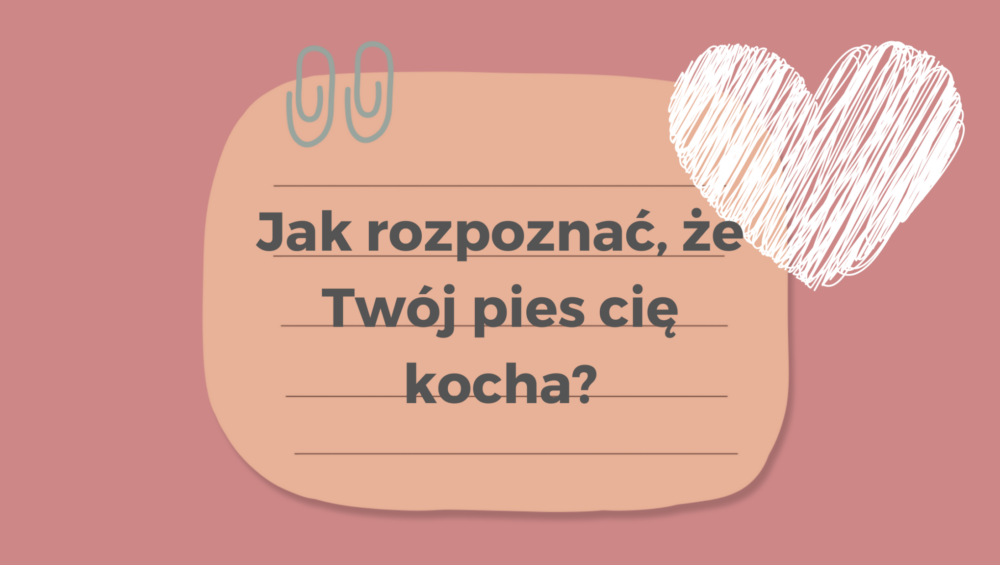 Jak rozpoznać, że Twój pies cię kocha?