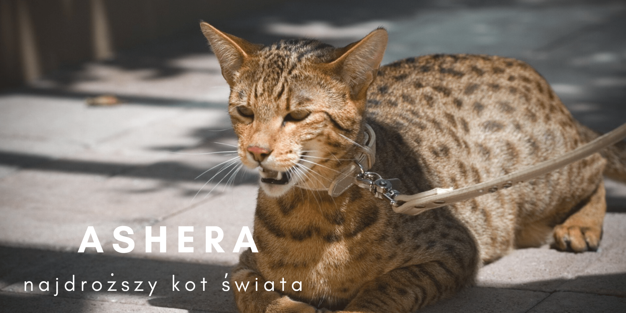 kot ashera