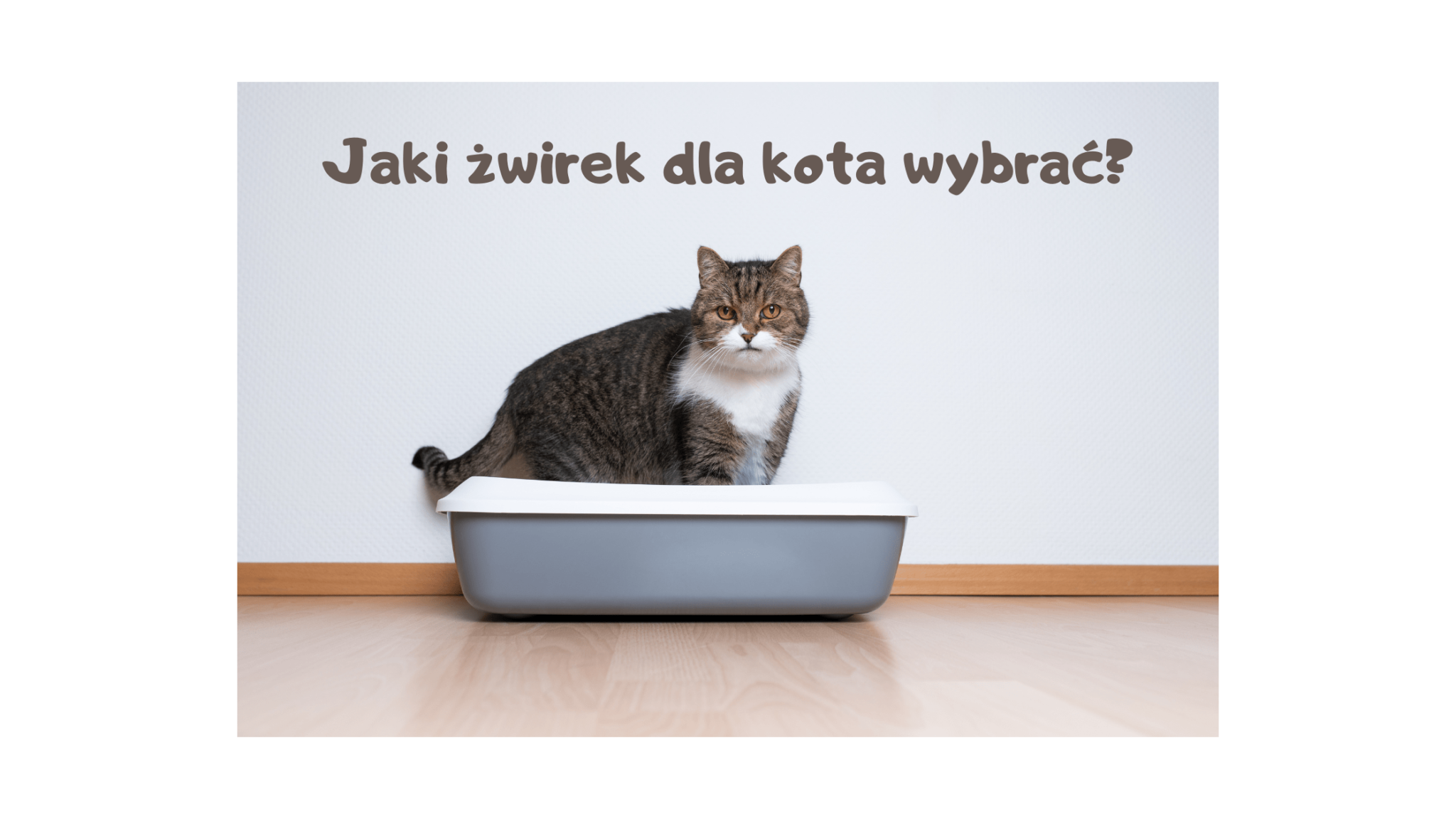 Jaki żwirek dla kota wybrać