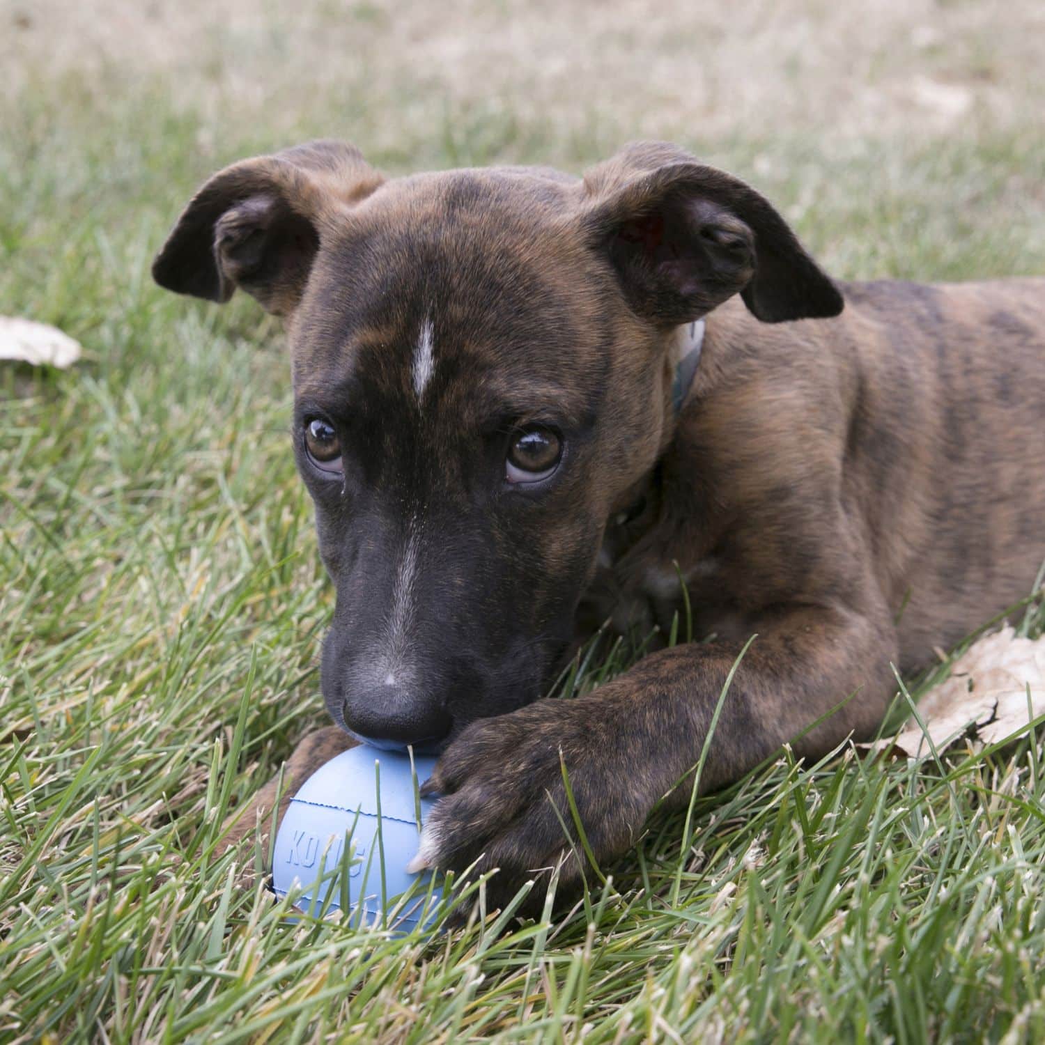Kong Puppy Ball w/Hole - obrazek 5