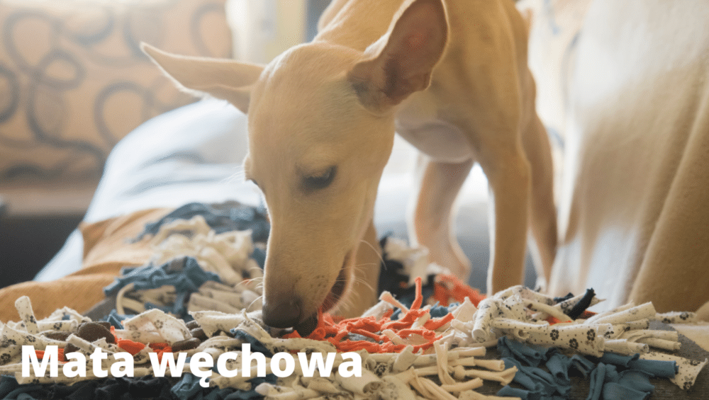 Mata węchowa