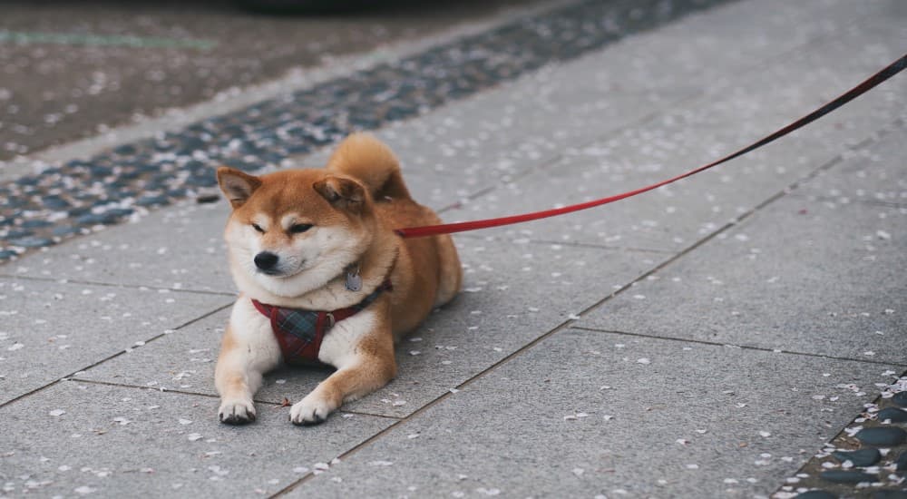 Shiba inu – poznaj bliżej tę rasę psów!