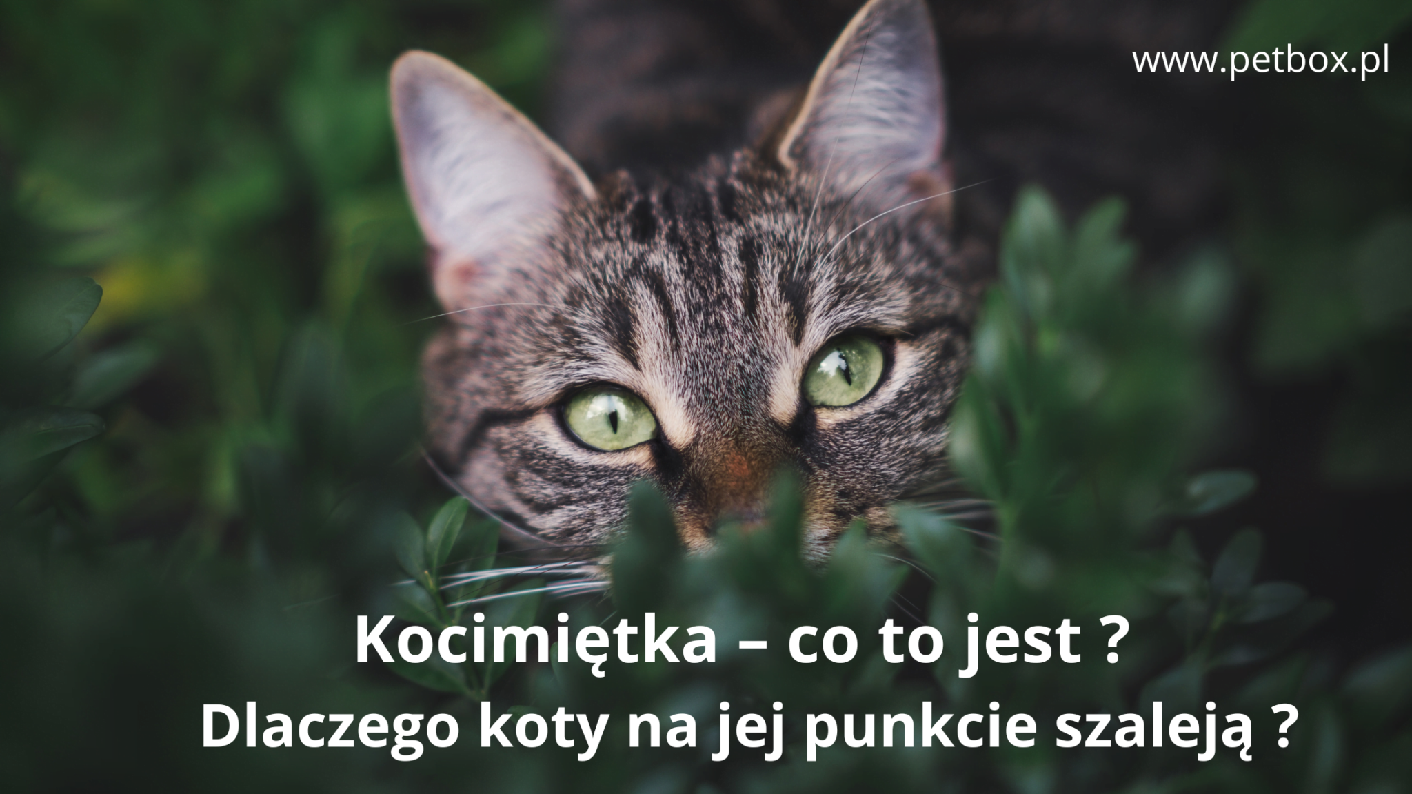 Kocimiętka – co to jest Dlaczego koty na jej punkcie szaleją