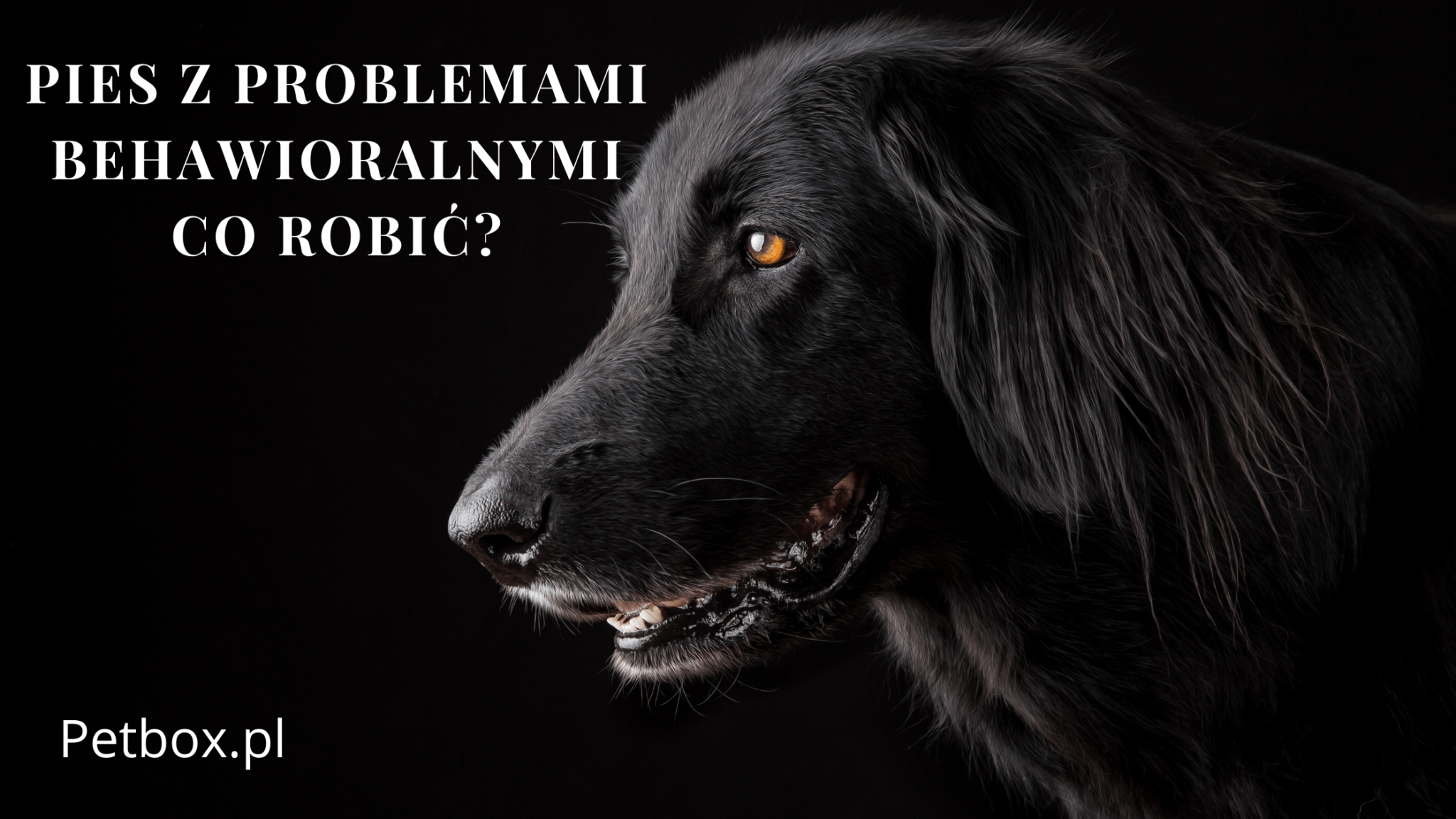 problemy behawioralne