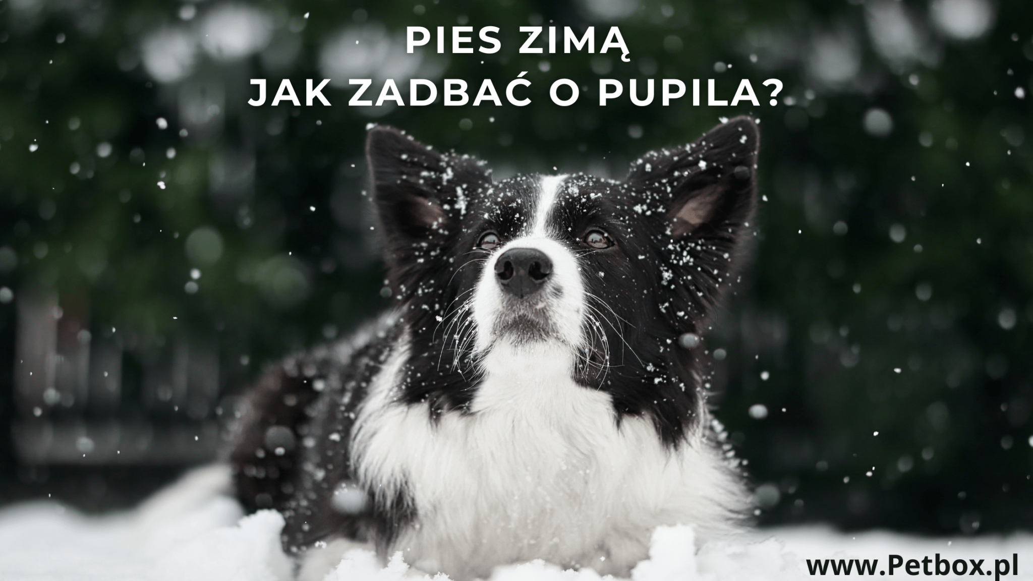 pies zmią