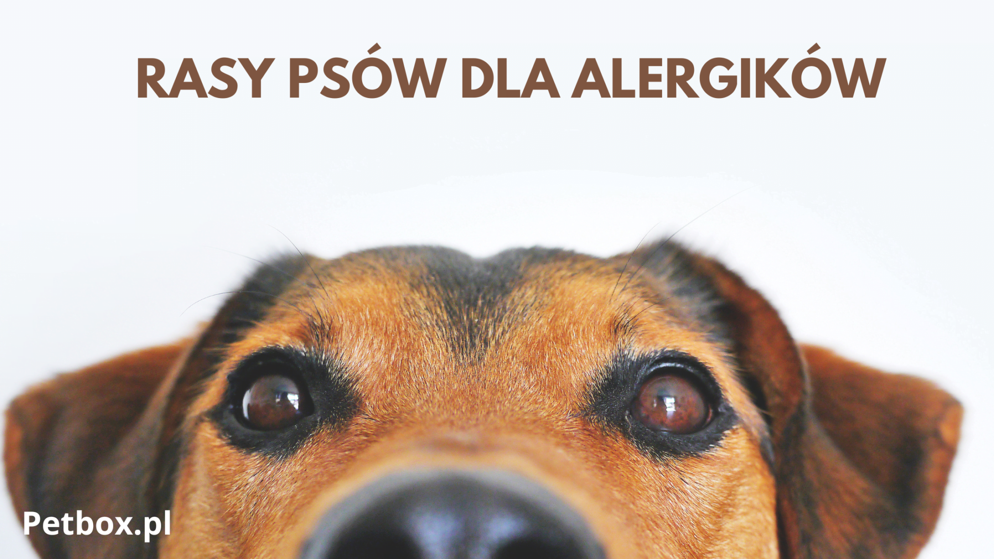 rasy psów
