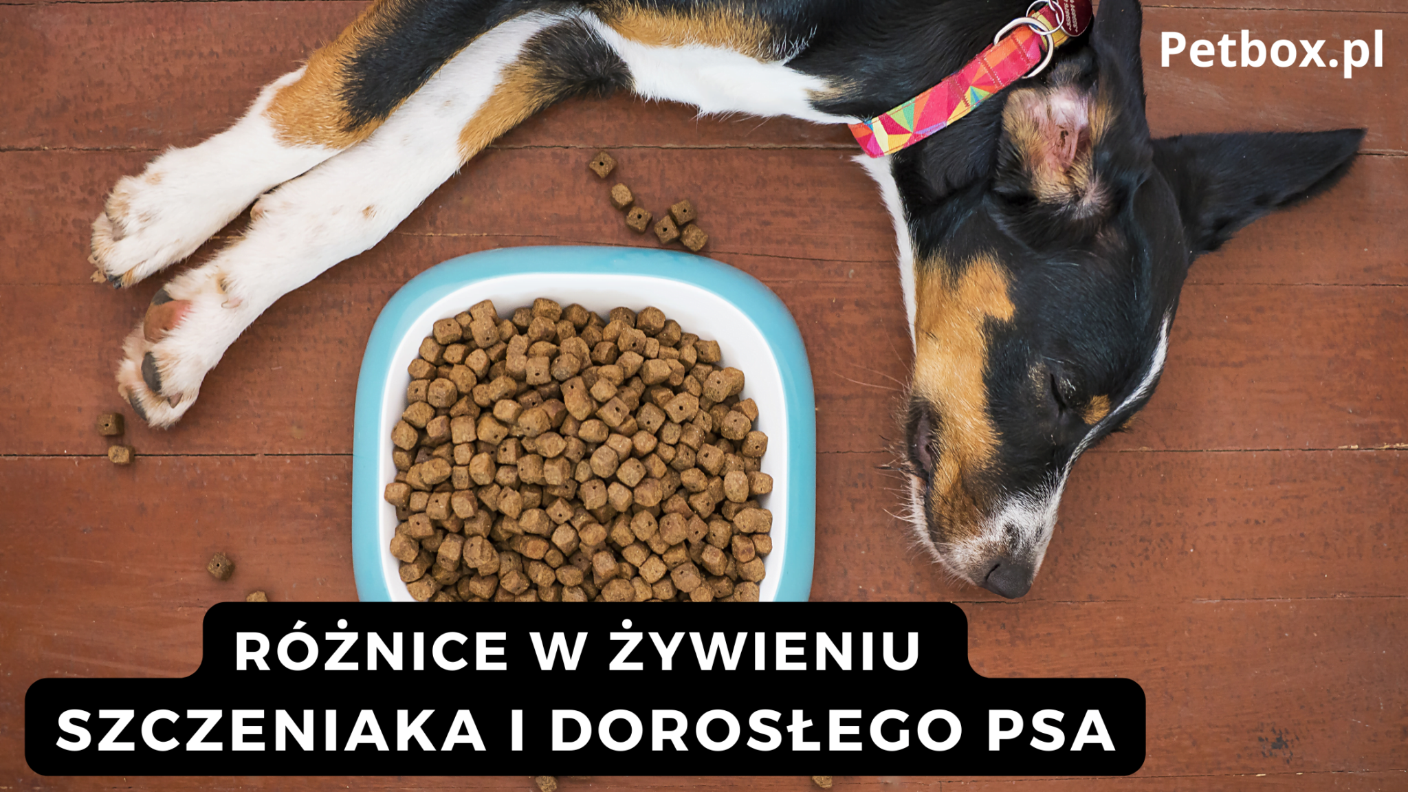Różnice w żywieniu szczeniaka a dorosłego psa