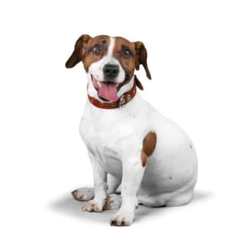 Jack Russell Terrier