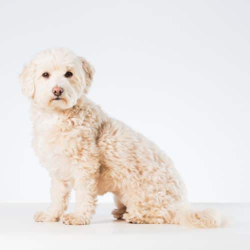 Maltipoo