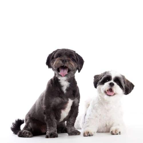 Shi Tzu