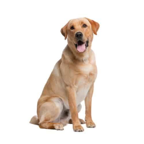 Labrador