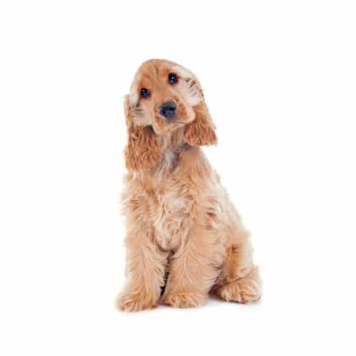 Cocker Spaniel Angielski