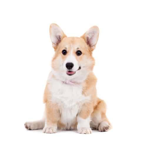 Welsh Corgi Pembroke