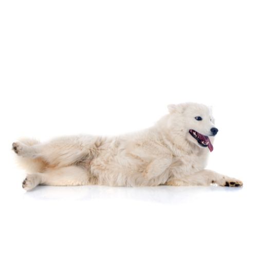 Samojed