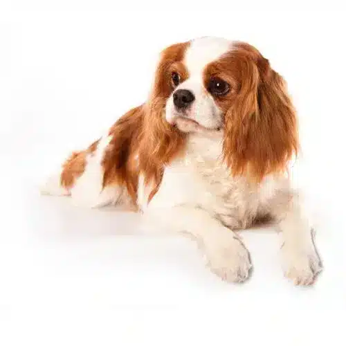 Cavalier King Charles Spaniel