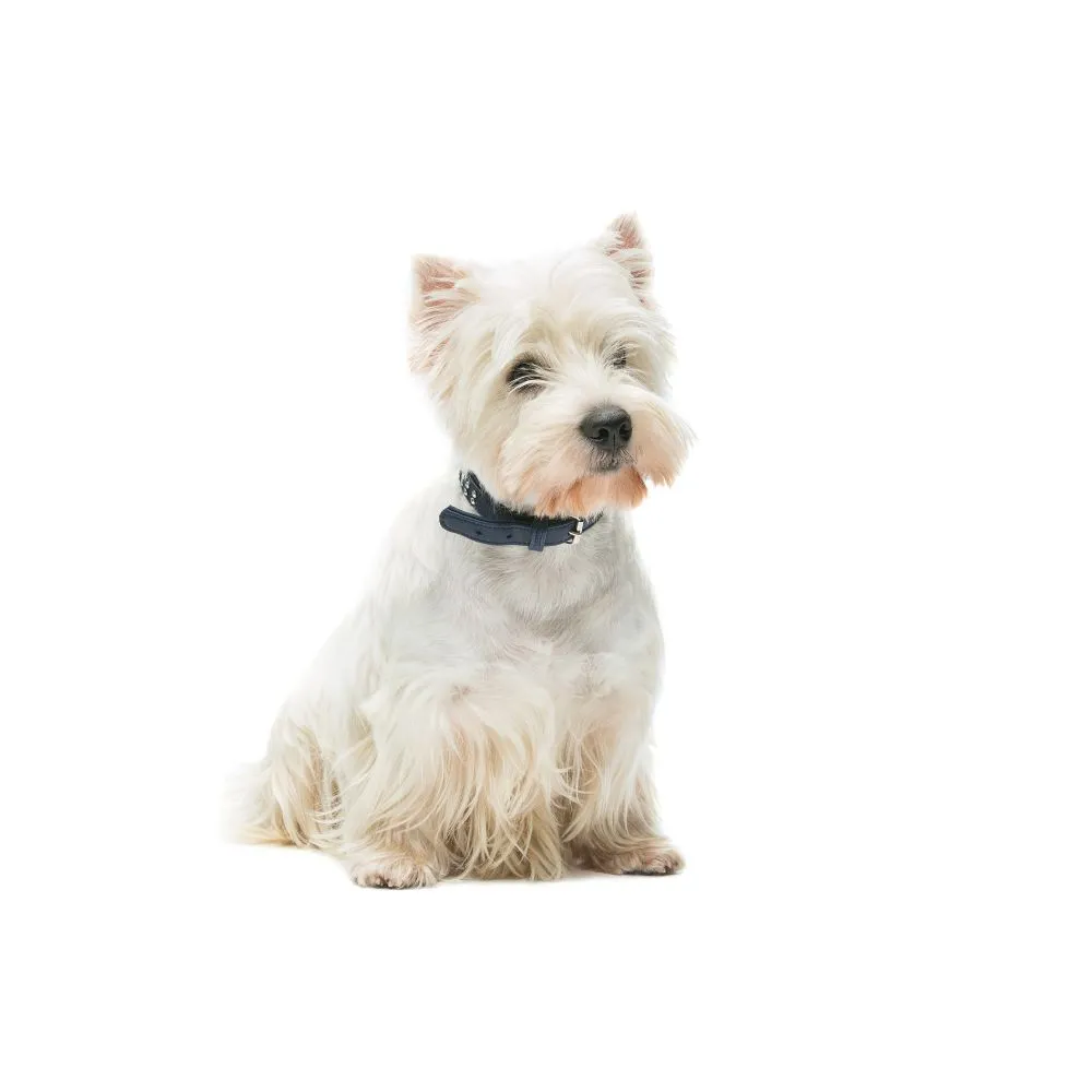 West Highland White Terrier