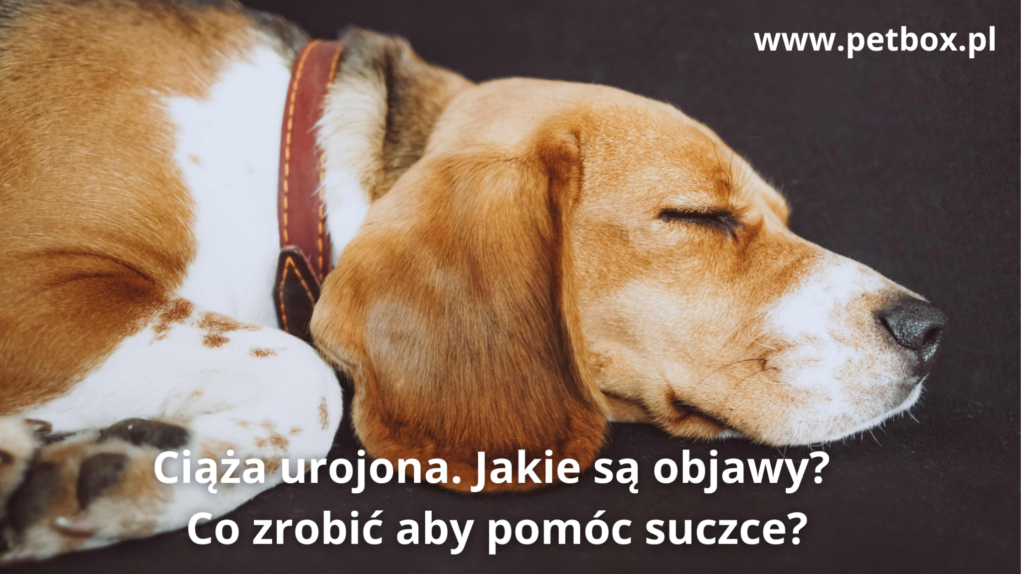 Ciąża urojona. Jakie są objawy Co zrobić aby pomóc suczce