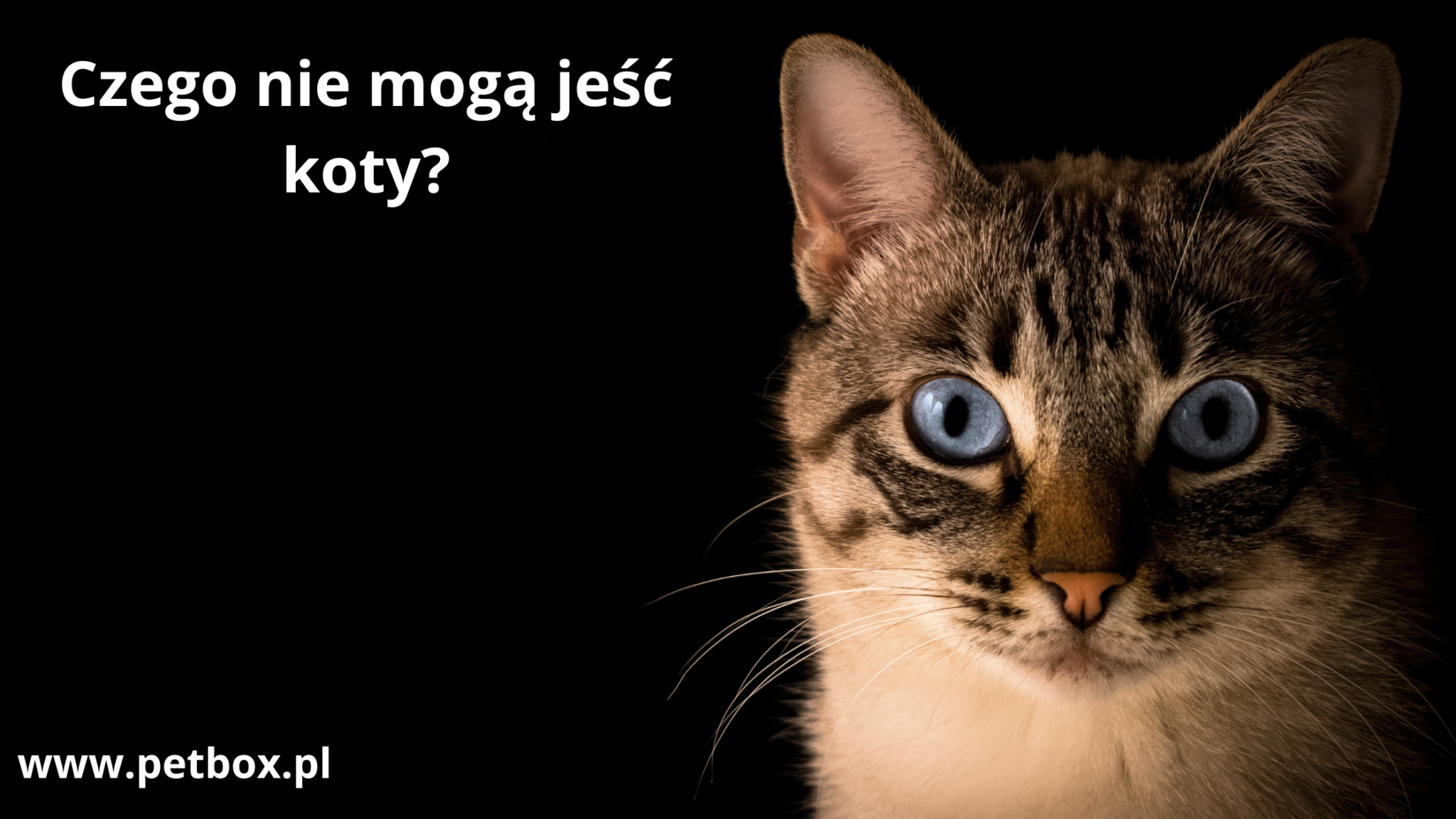 Czego nie mogą jeść koty