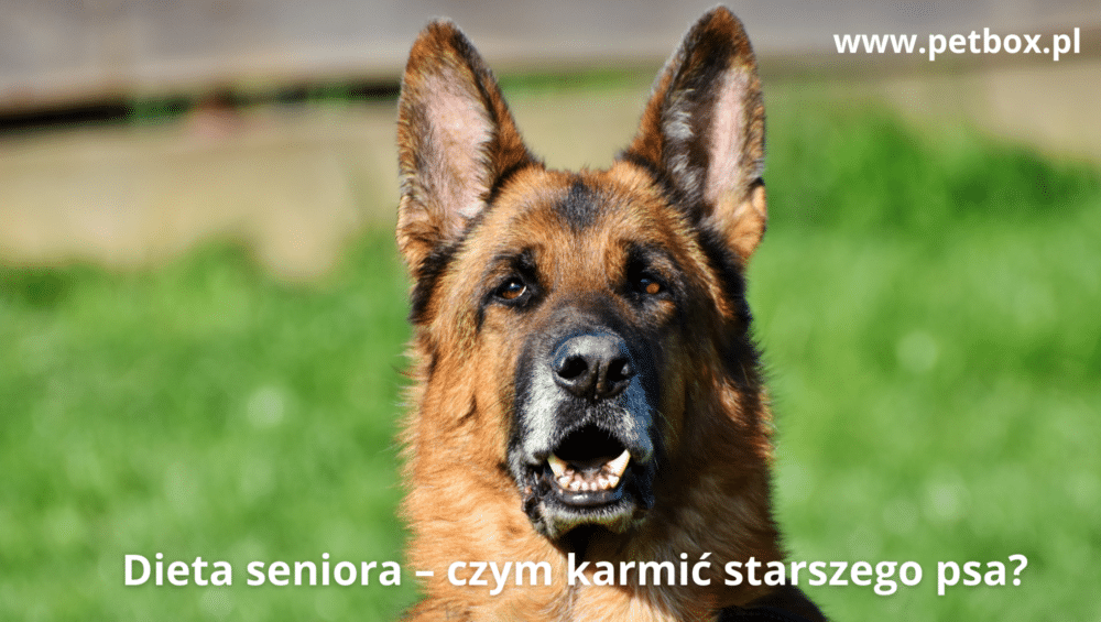 Dieta seniora – czym karmić starszego psa