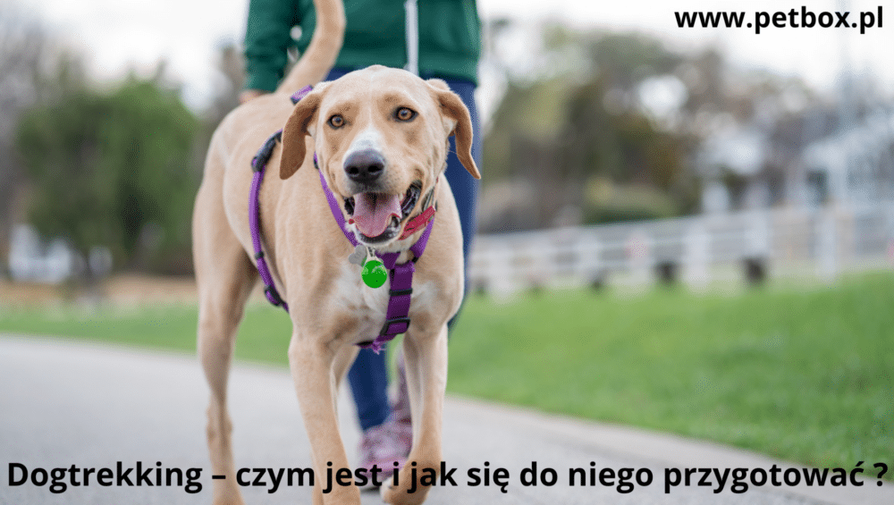 Dogtrekking – czym jest i jak się do niego przygotować