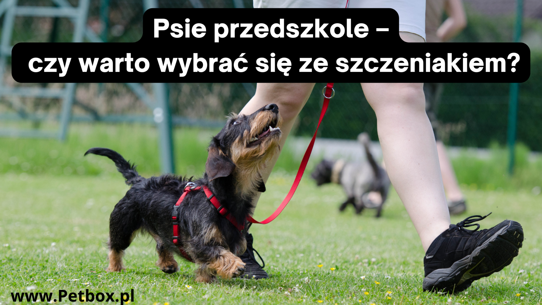 psie przedszkole