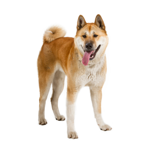 Akita Inu