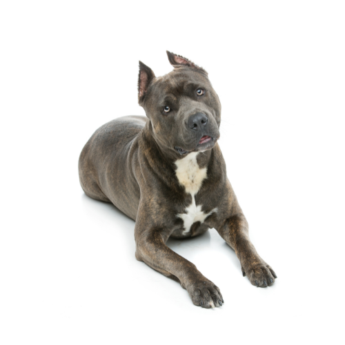 Amstaff