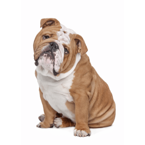 Buldog angielski