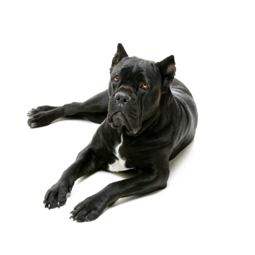 Cane corso