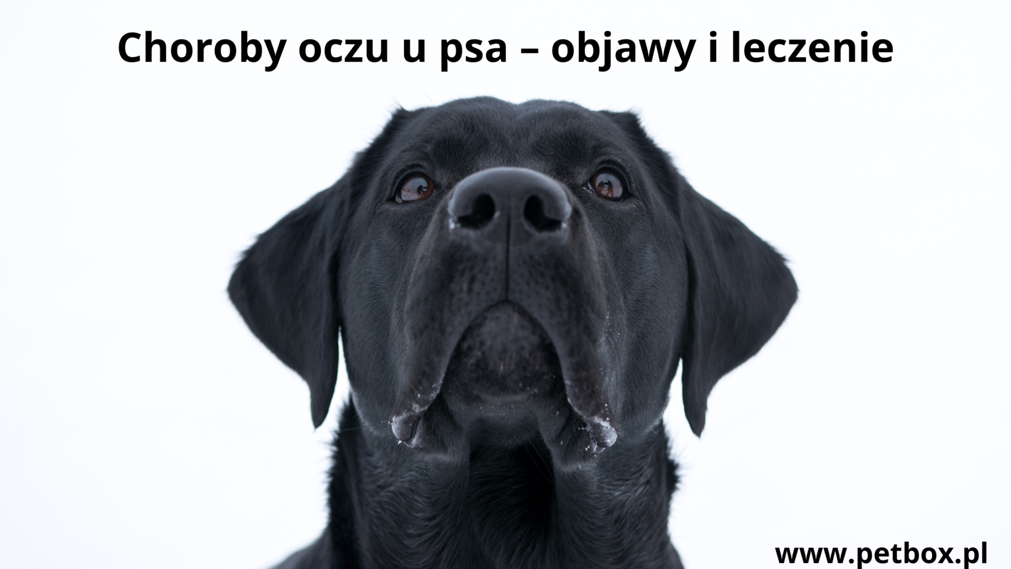 Choroby oczu u psa – objawy i leczenie