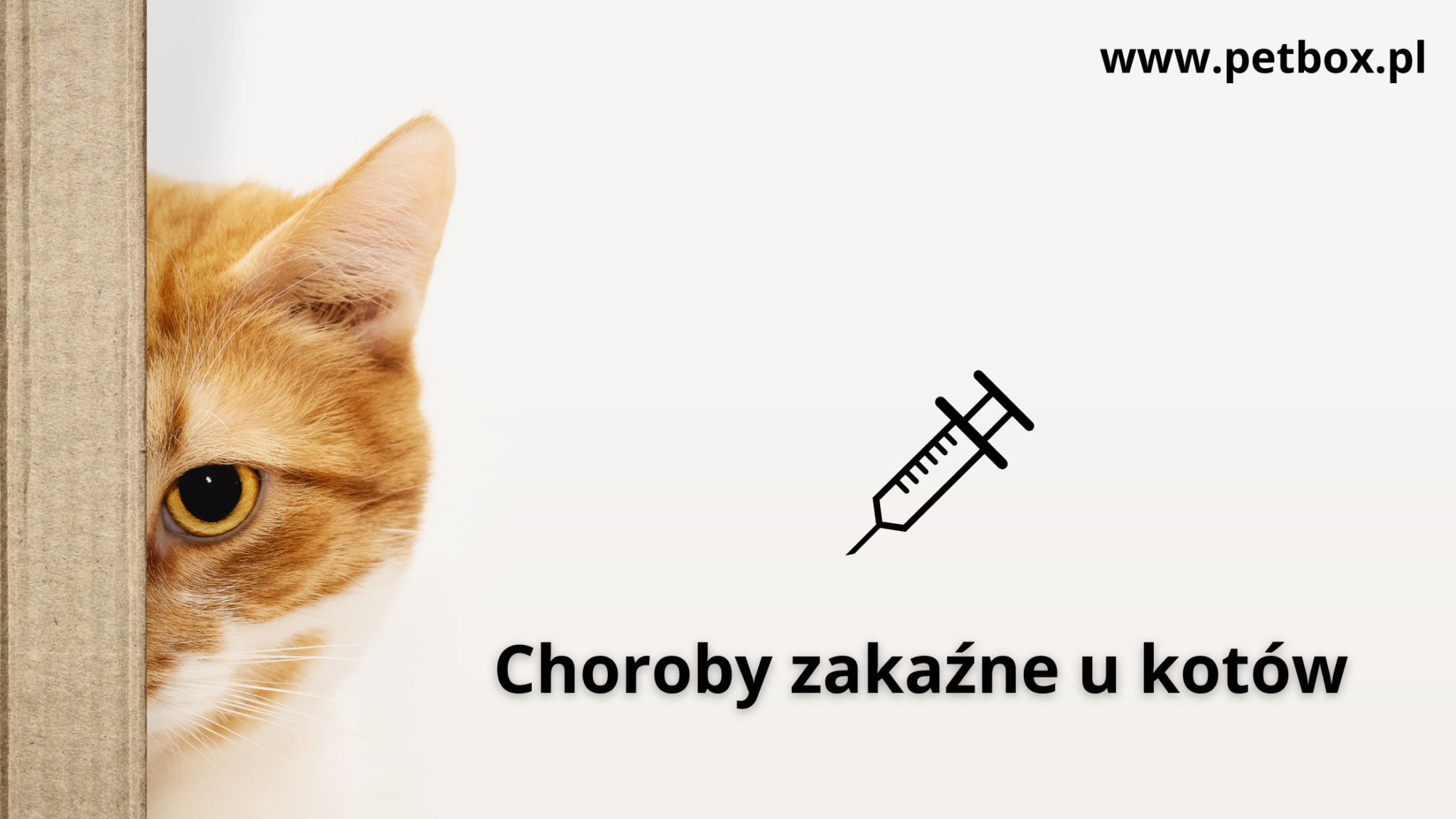 Choroby zakaźne u kotów