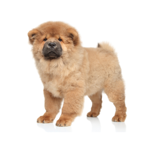 Chow Chow