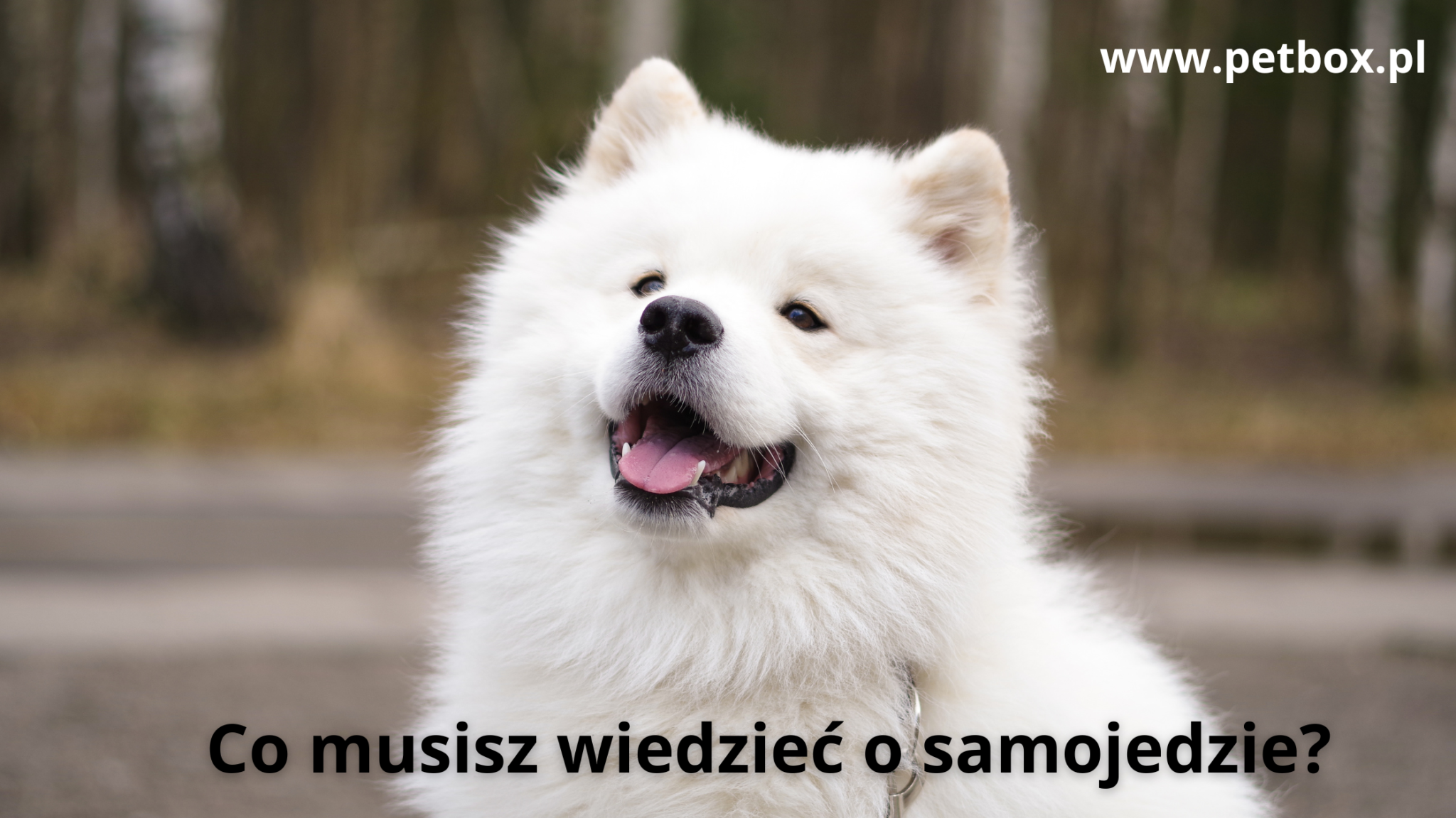 Co musisz wiedzieć o samojedzie