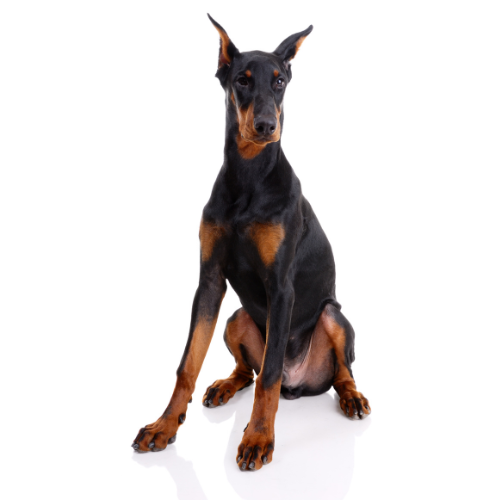 Doberman