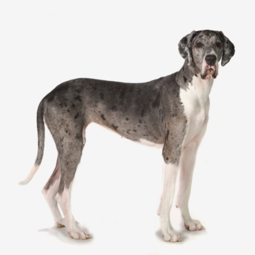Dog niemiecki