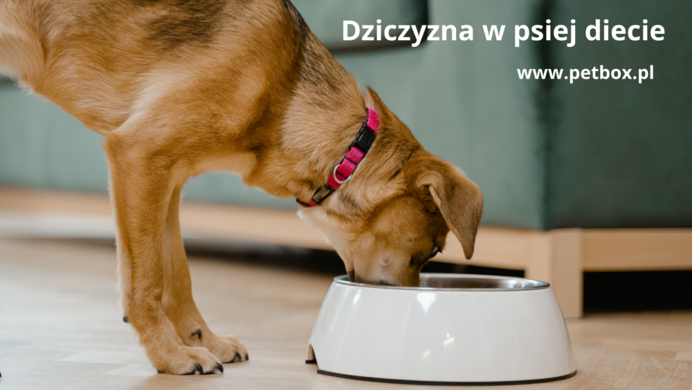 Dziczyzna w psiej diecie