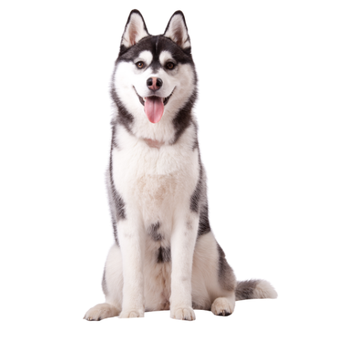 Husky