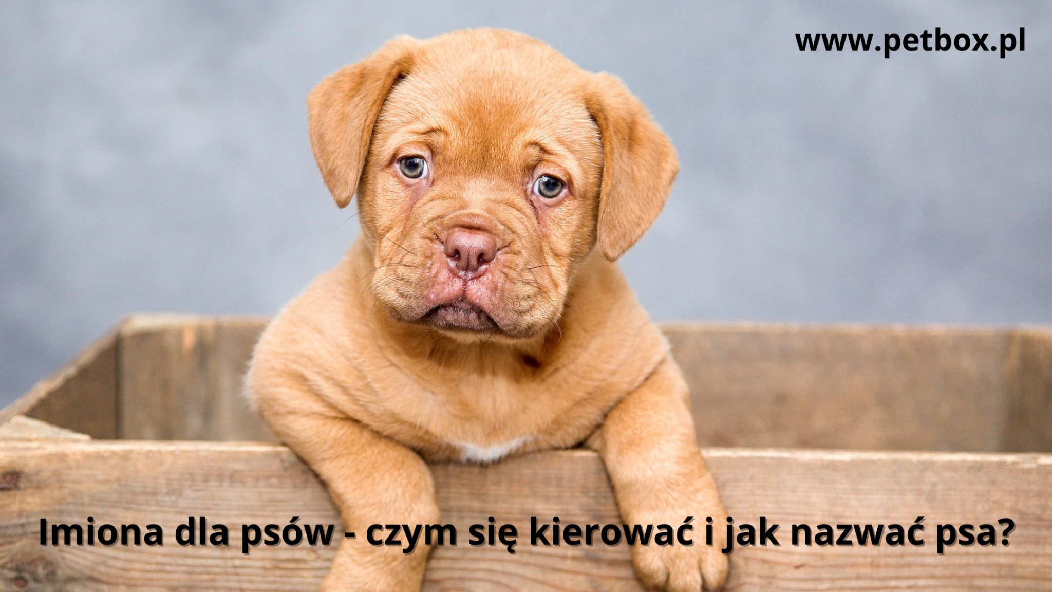 Imiona dla psów - czym się kierować i jak nazwać psa